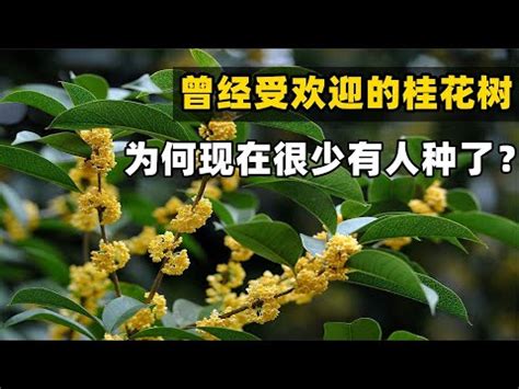 桂花風水五行